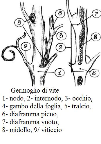 Struttura del germoglio di vite